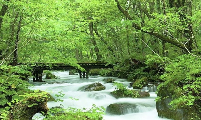 李利國》名勝溪流第一美 奧入瀨川