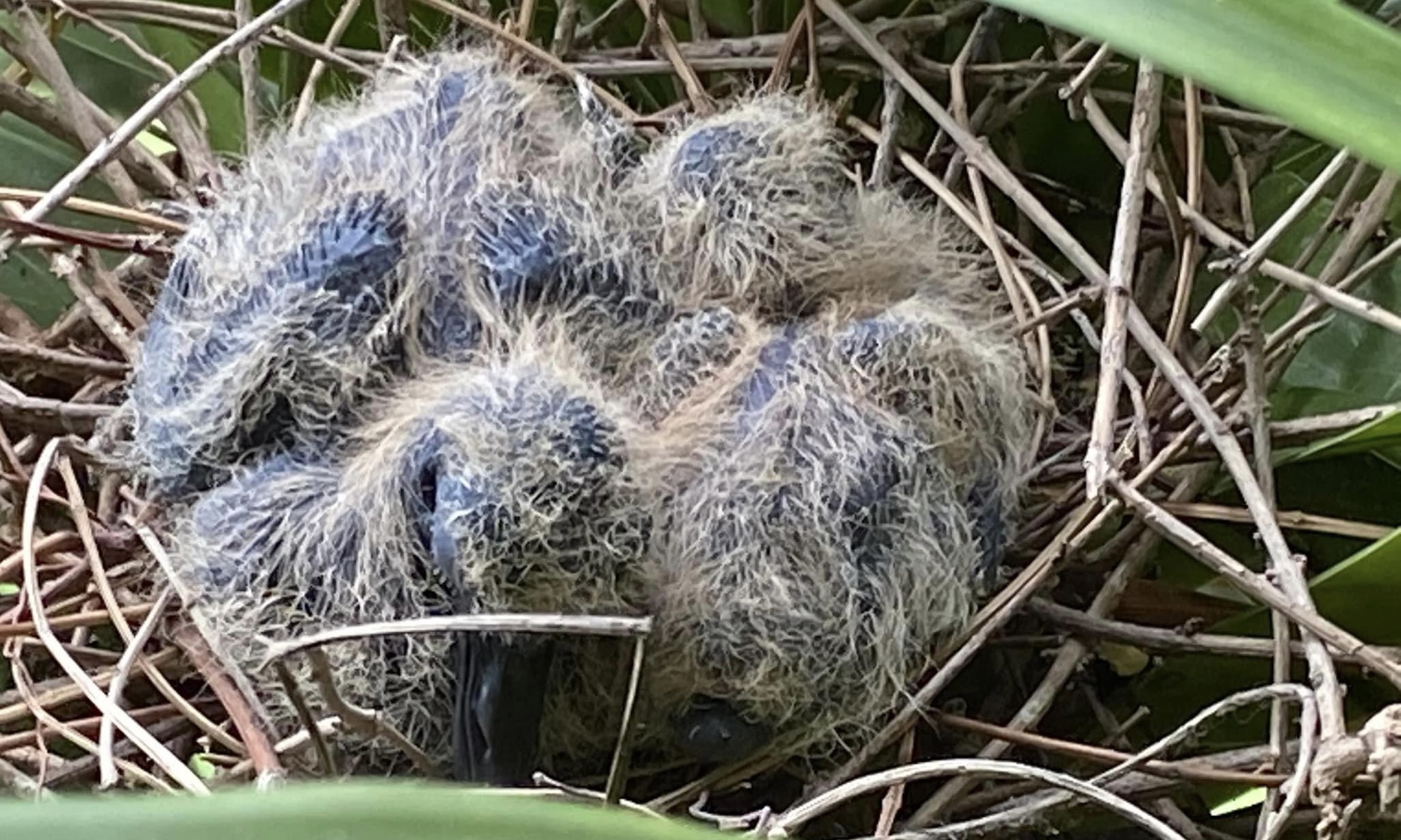 簡秀枝》沒有小雀幸的斑鳩家庭