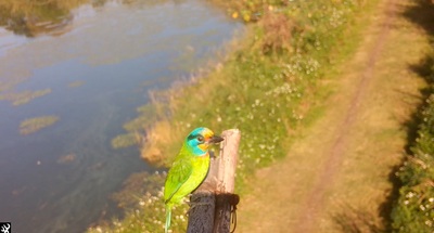 超萌鳥樣！大漢溪鳥類棲架超友善